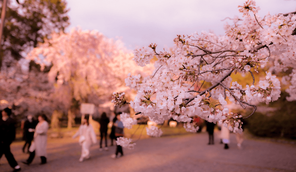 hanami