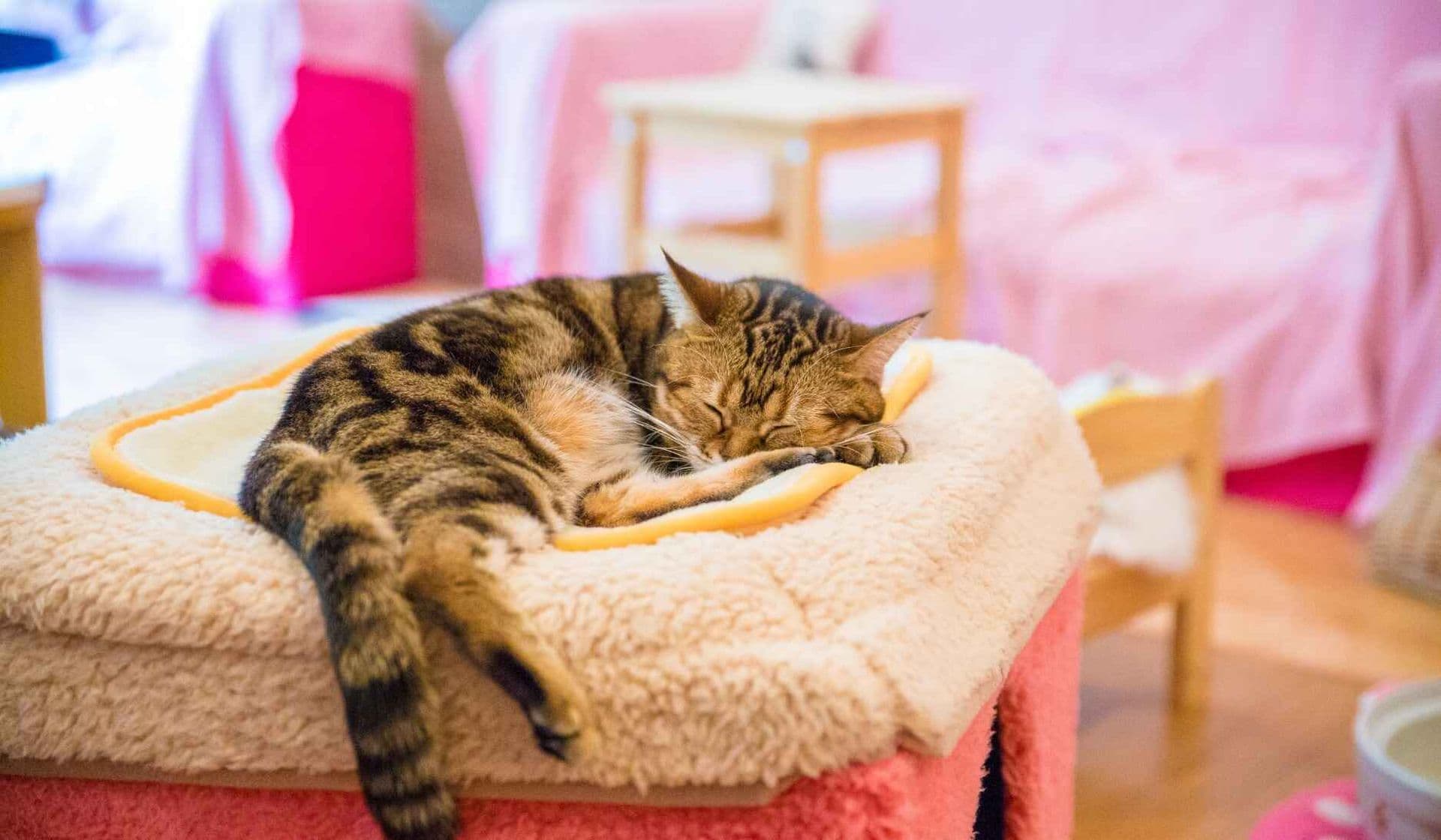 10 skurrile Cafés in Japan, die Sie besuchen müssen