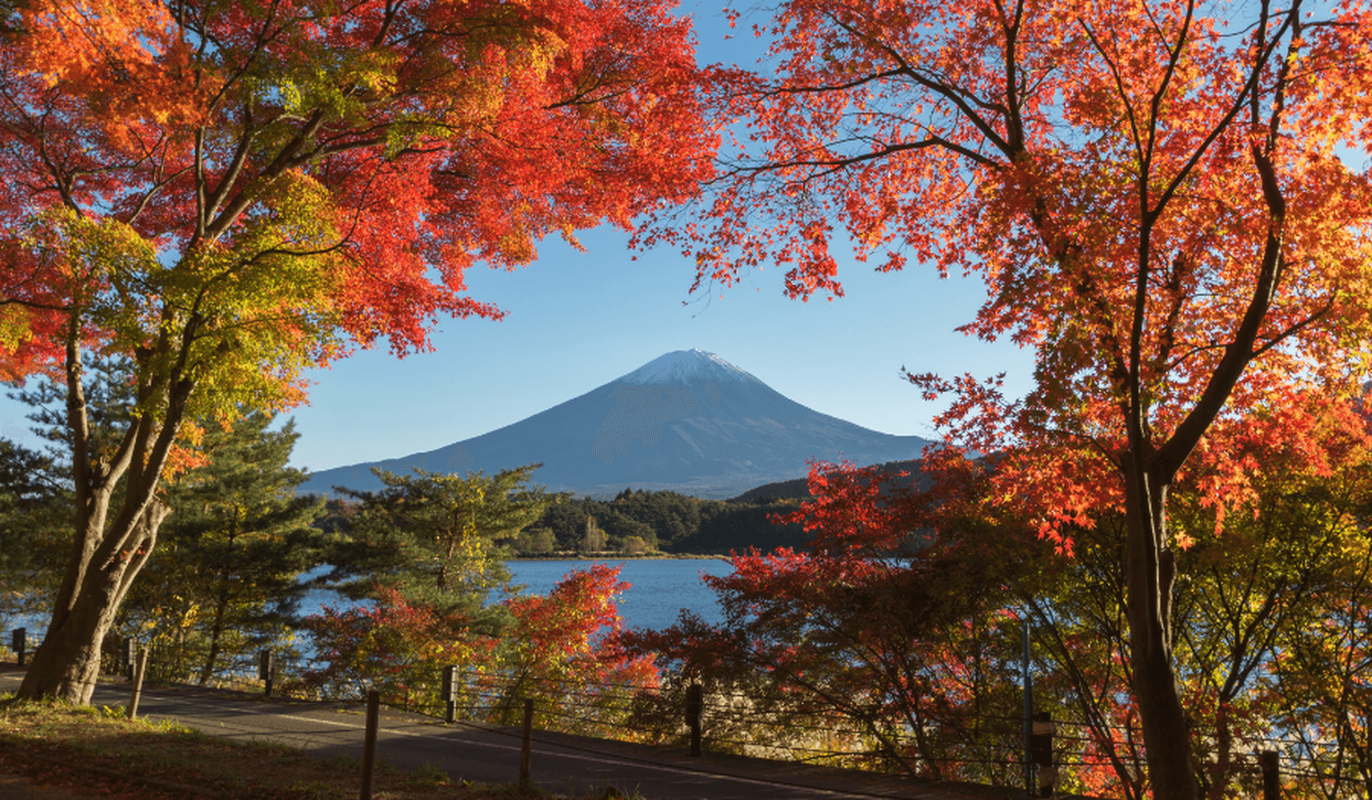 Rosa oder Rot? Japan im Herbst kann es mit der Frühlingszeit aufnehmen