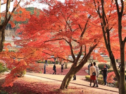 Wetter in Japan by pixabay