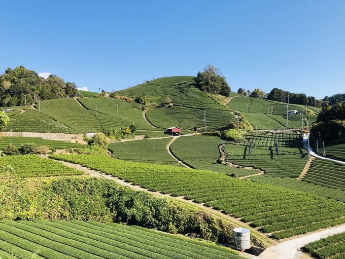 Tea field in Wazuka