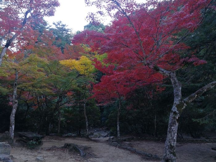 Koyo