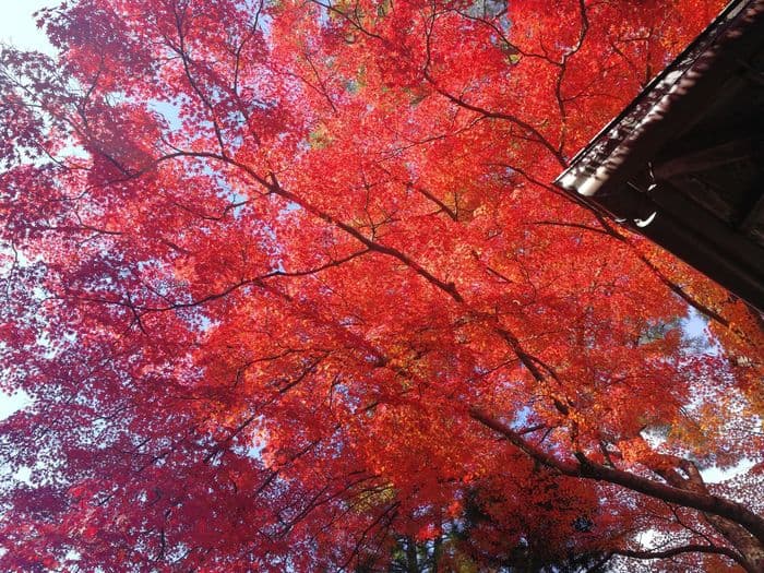 Koyo