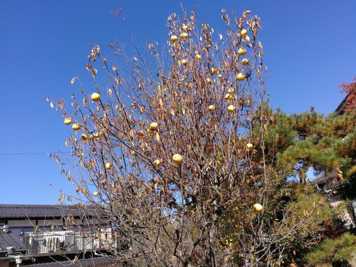 Tree blossom