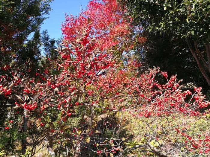 Tree blossom