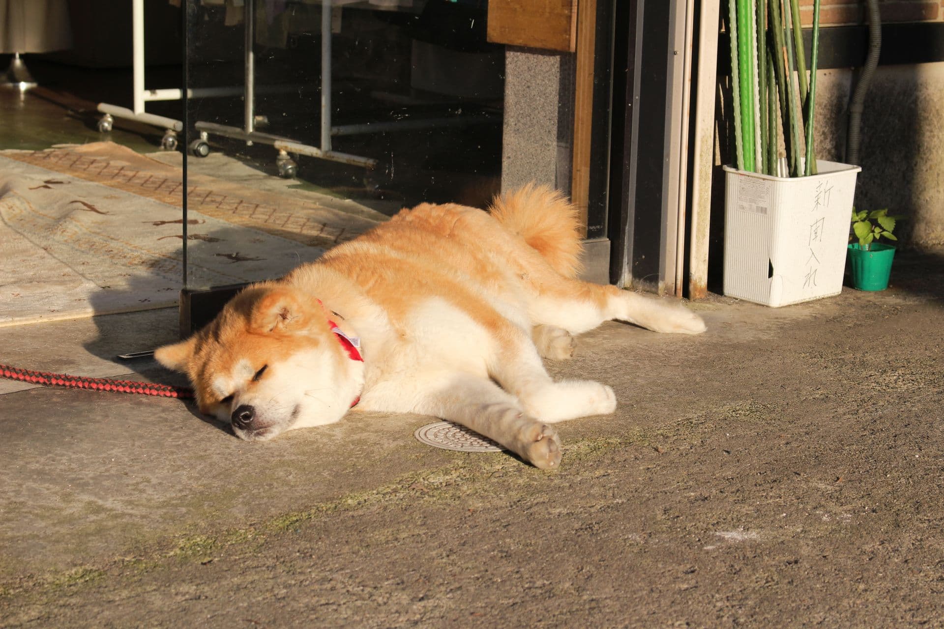 Kakunodate Dog