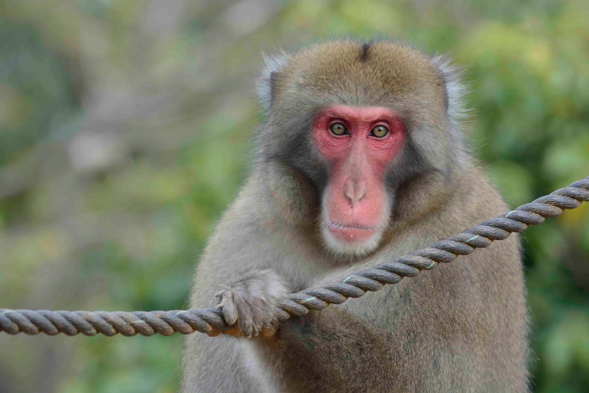Iwayatama Monkey Park