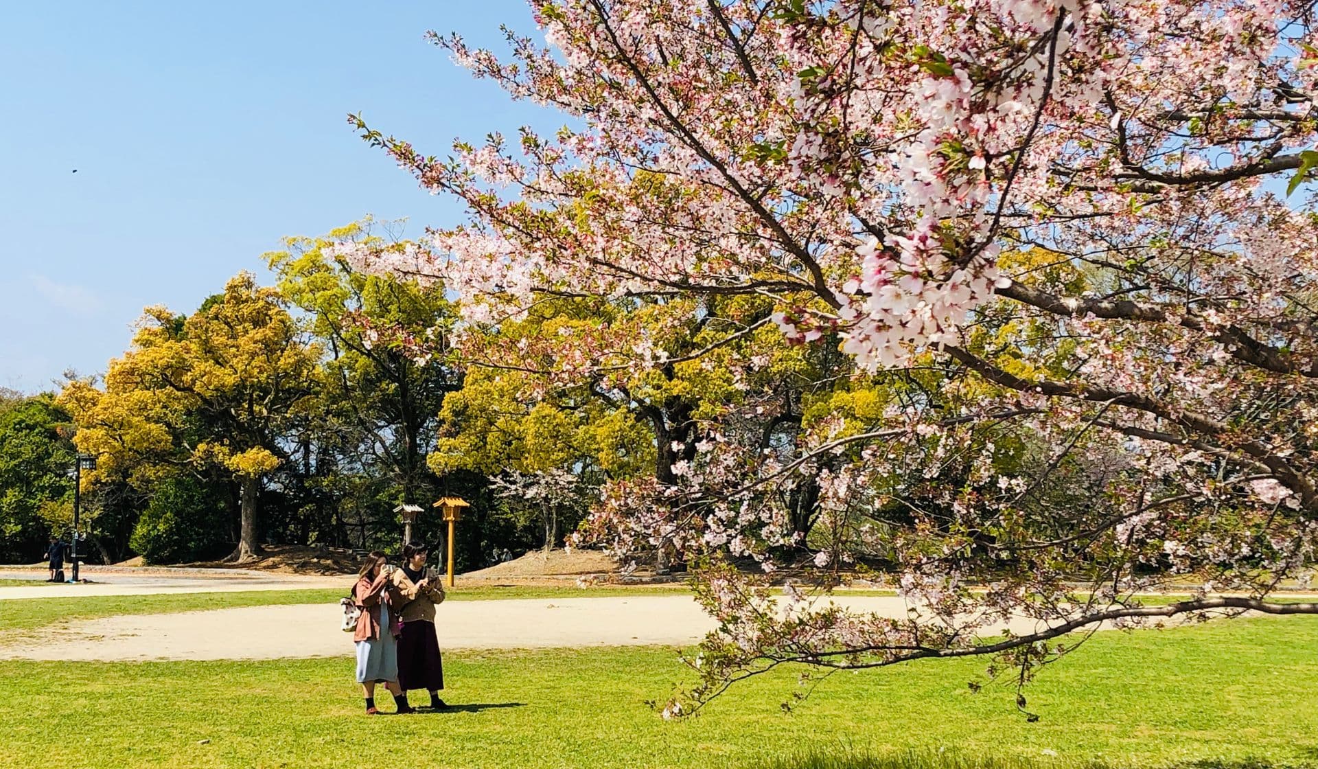 Warum liebt Japan seine Kirschblüten?