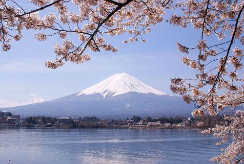 Fuji with sakura flowers
