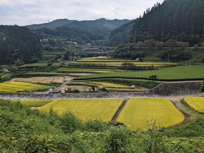 Tea and rice fields Yame