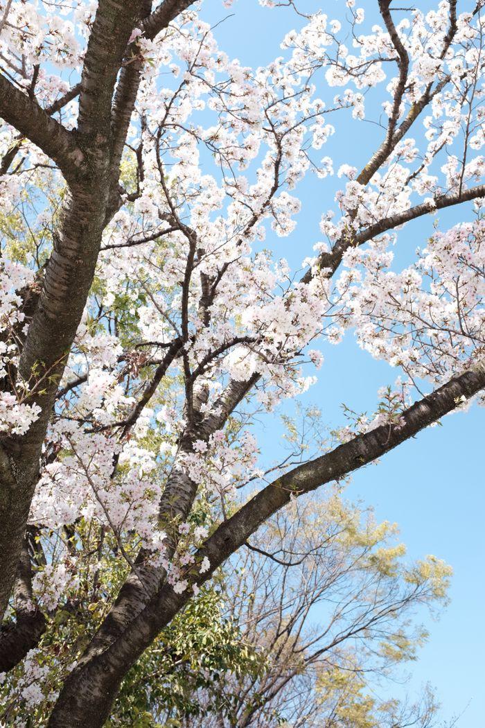 Cherry Blossoms Matsuyama