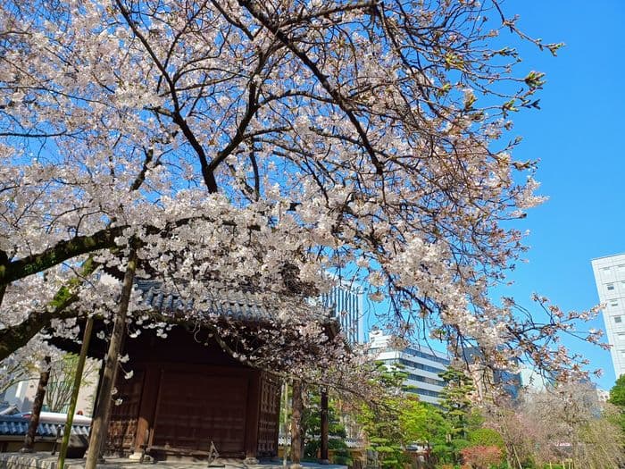 Sakura in Fukuoka