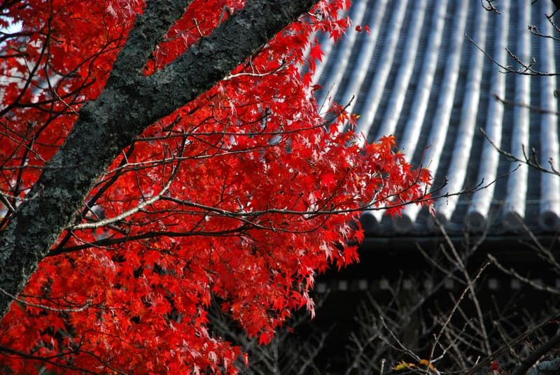 Saiho-ji Kyoto