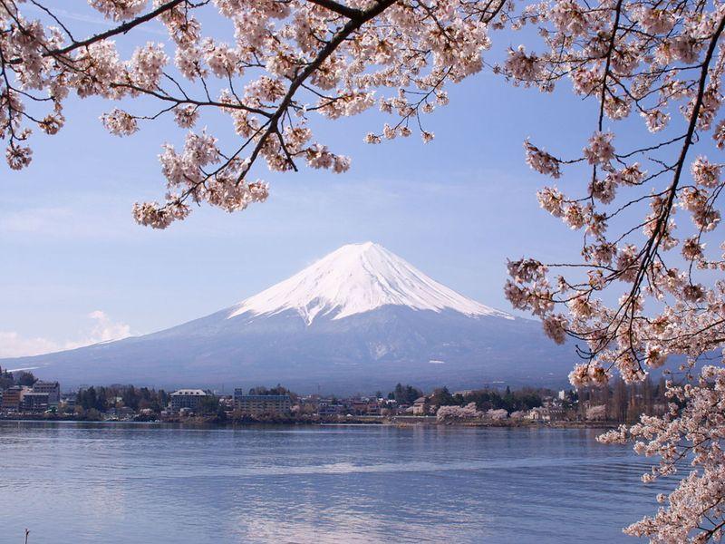 Fuji & Cherry blossom