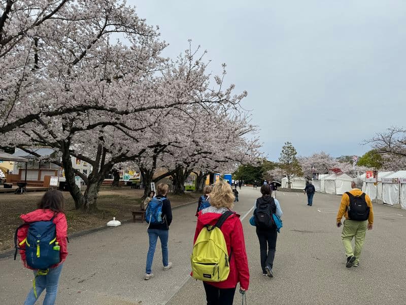 Die Kirschblüte und der größte Park in Fukuoka